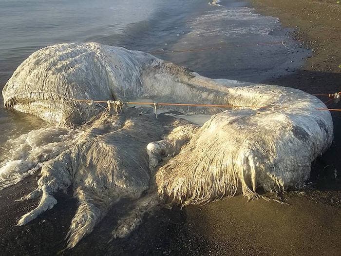 Criatura gigante aparece en la orilla de la playa, lugareños prevén catástrofe