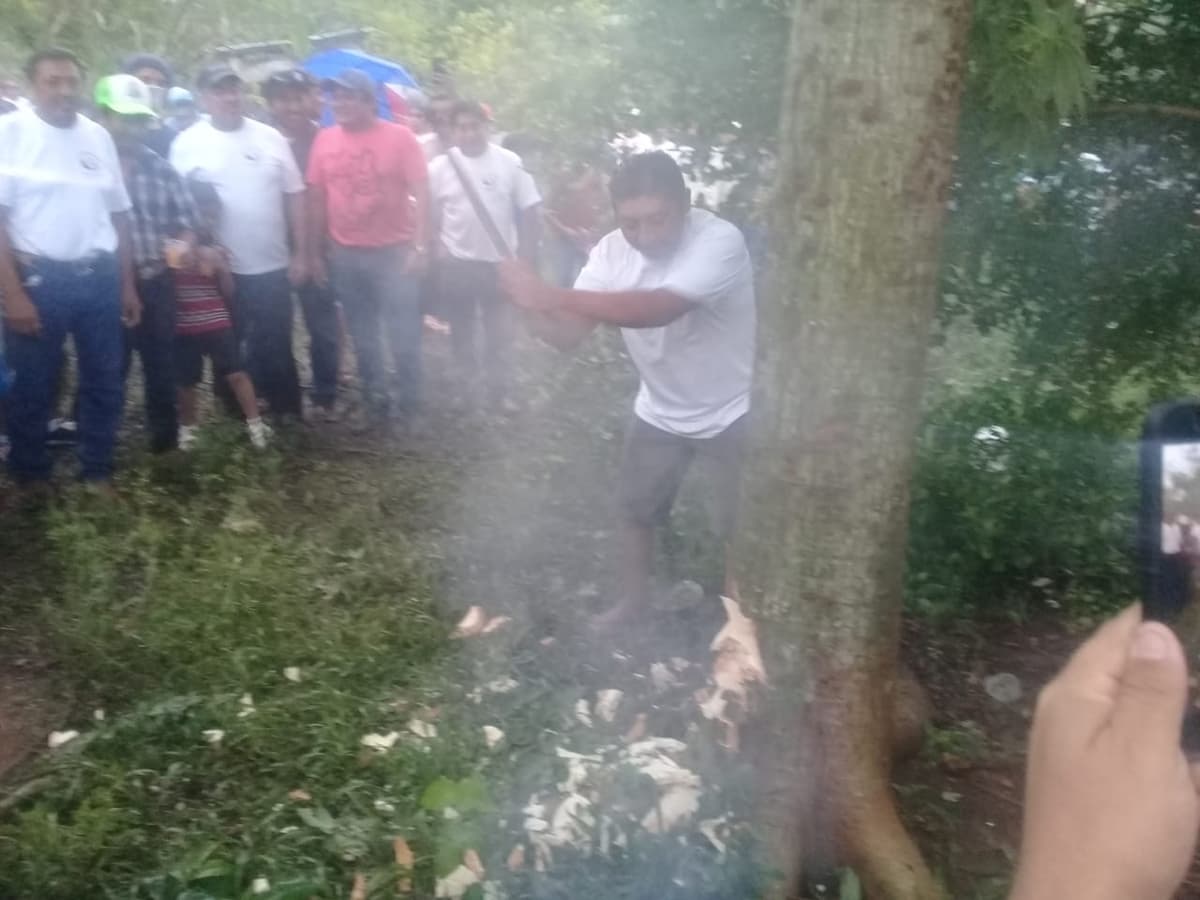 Cortan “árbol sagrado de los mayas” en honor a San Isidro