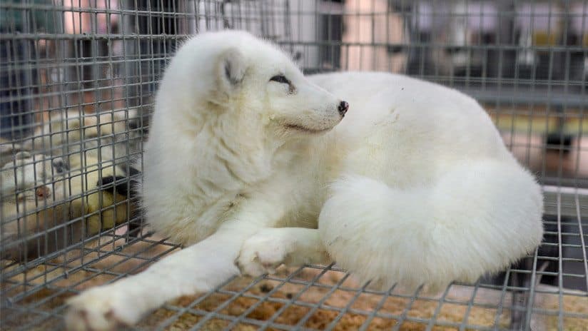 Mujer compra perro y resultó ser un zorro
