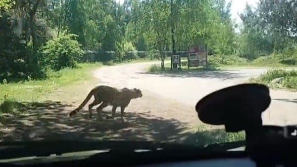 Bajan del auto en safari y casi sucede una tragedia