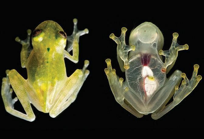 Descongelan el corazón de una rana después de 45 días y ésta vive