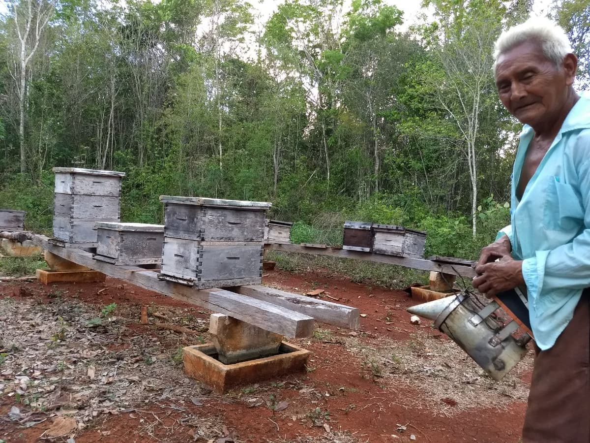 Precio de la miel va en descenso