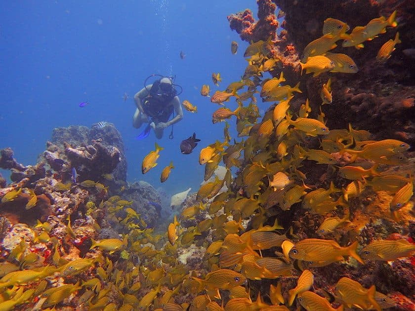 Tres increíbles lugares para bucear en Quintana Roo