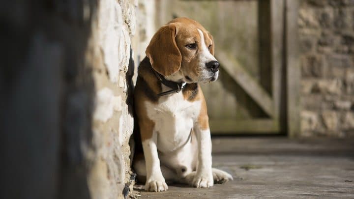 El misterioso puente donde se suicidan los perros