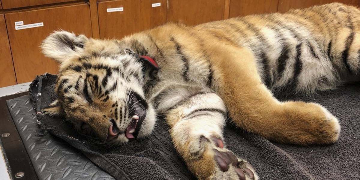 ¡Inhumano! Abandonan a tigre bebé en una maleta en México