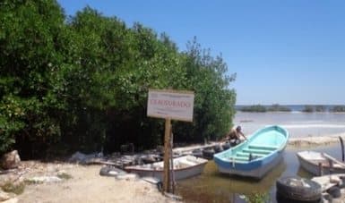 Frenan tala de mangle en Progreso