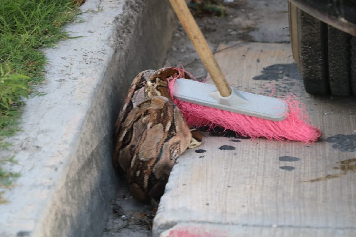 Atrapan a boa en estacionamiento de hotel de Solidaridad