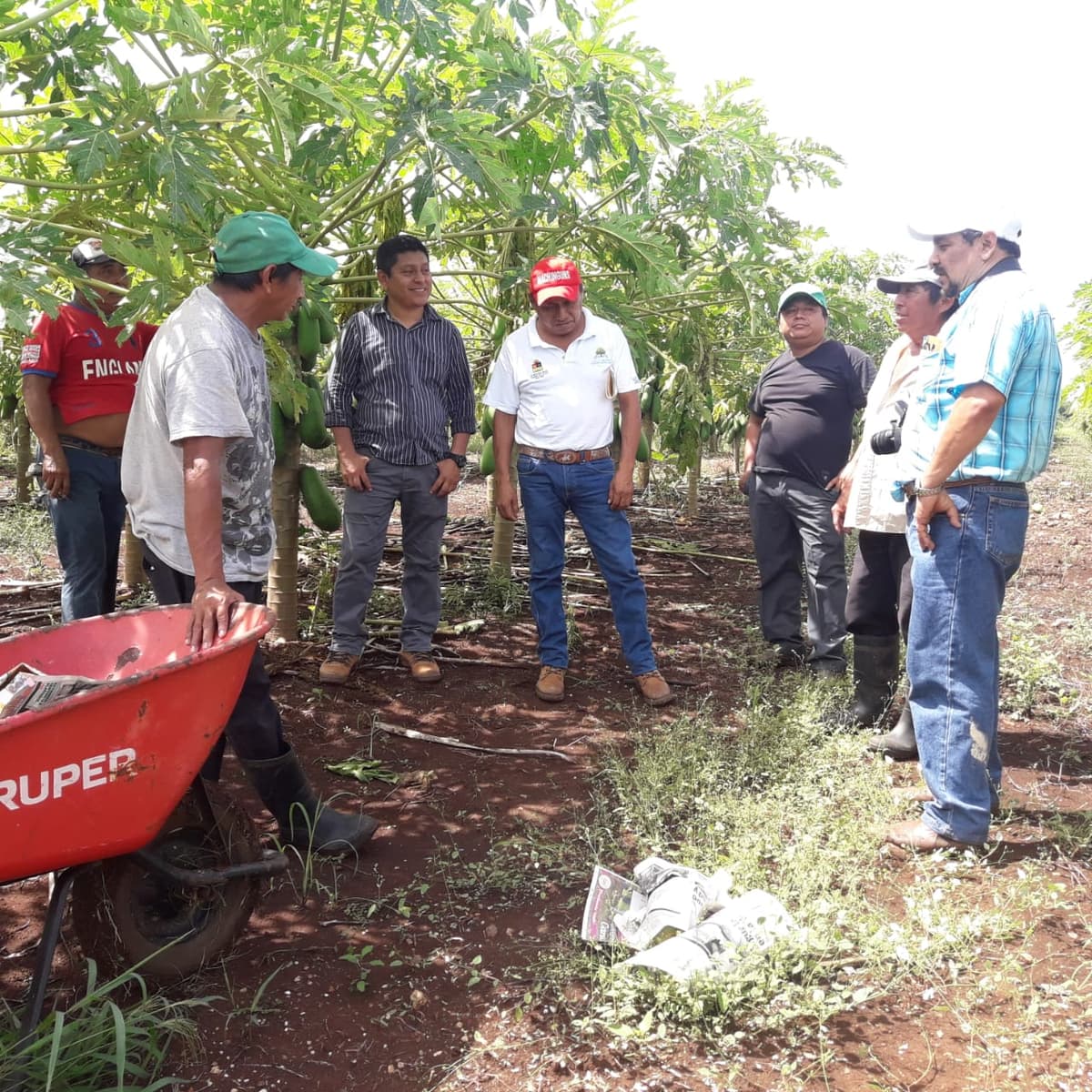 Pérdidas totales para productores de papaya en Lázaro Cárdenas