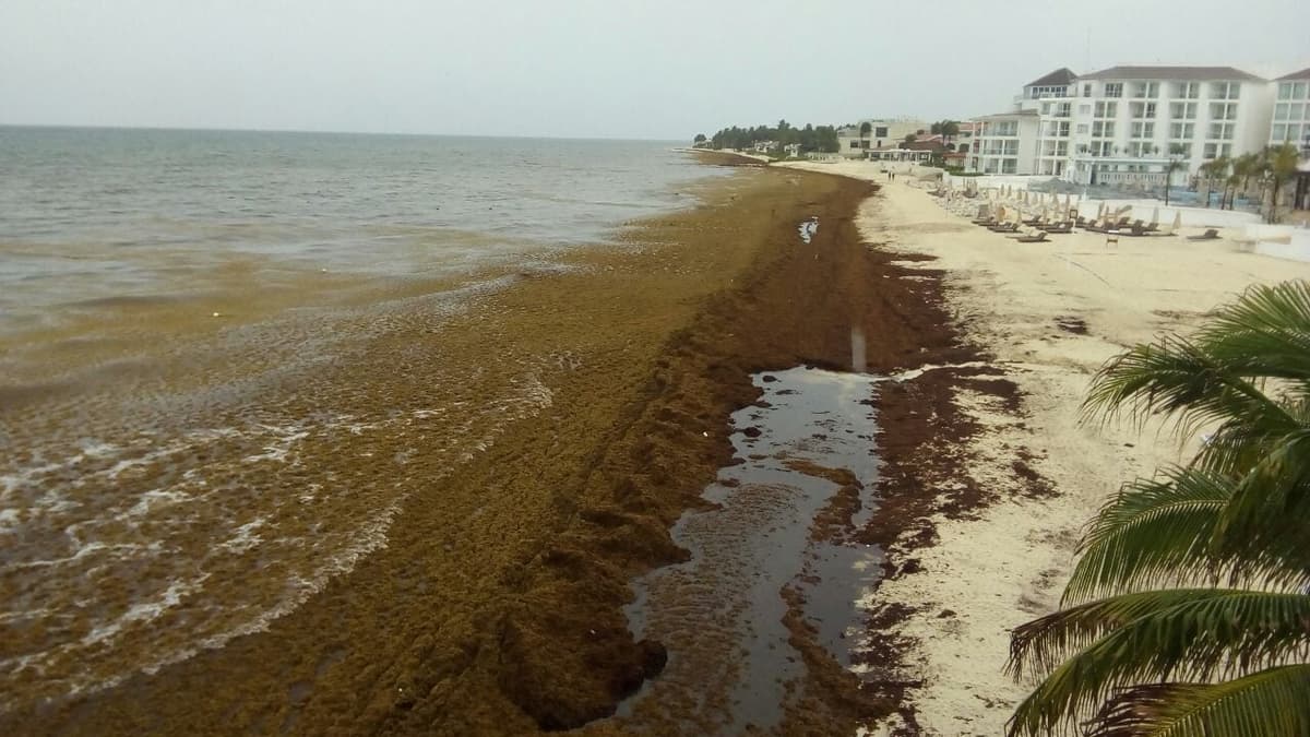 SEMA emite comunicado ante el arribo atípico de sargazo