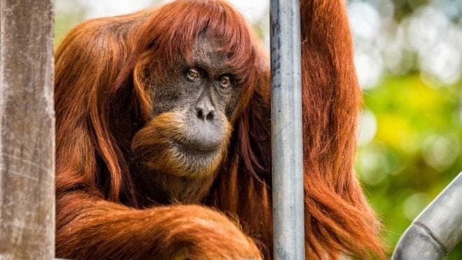 Muere la orangután más longeva del mundo