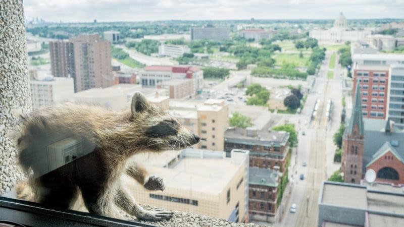 Mapache mantiene en suspenso a Internet con su épica escalada de un edificio de 23 pisos