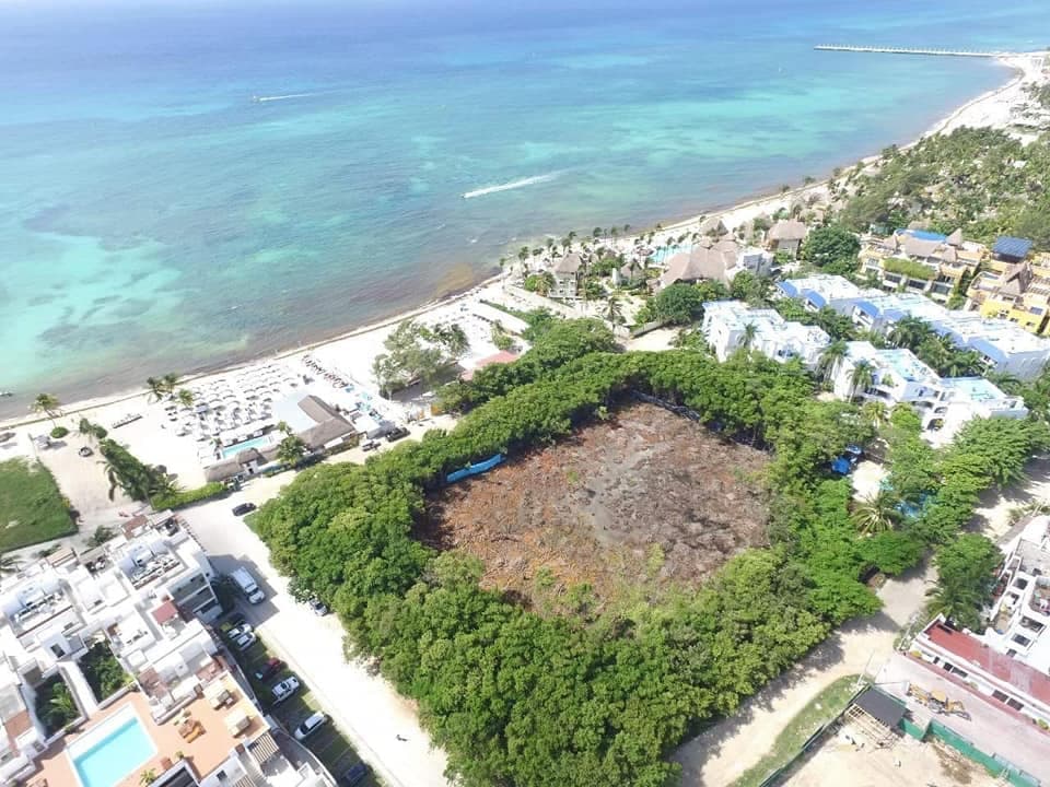 Piden firmas para salvar el último manglar en Playa del Carmen