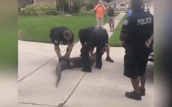 Vídeo: Policía enfrenta caimán y sale perdiendo