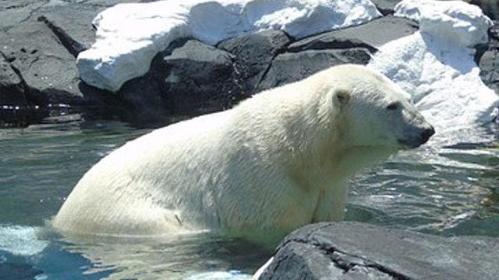 Oso entra a robar chocolate a un almacén y queda atrapado en la ventana al huir