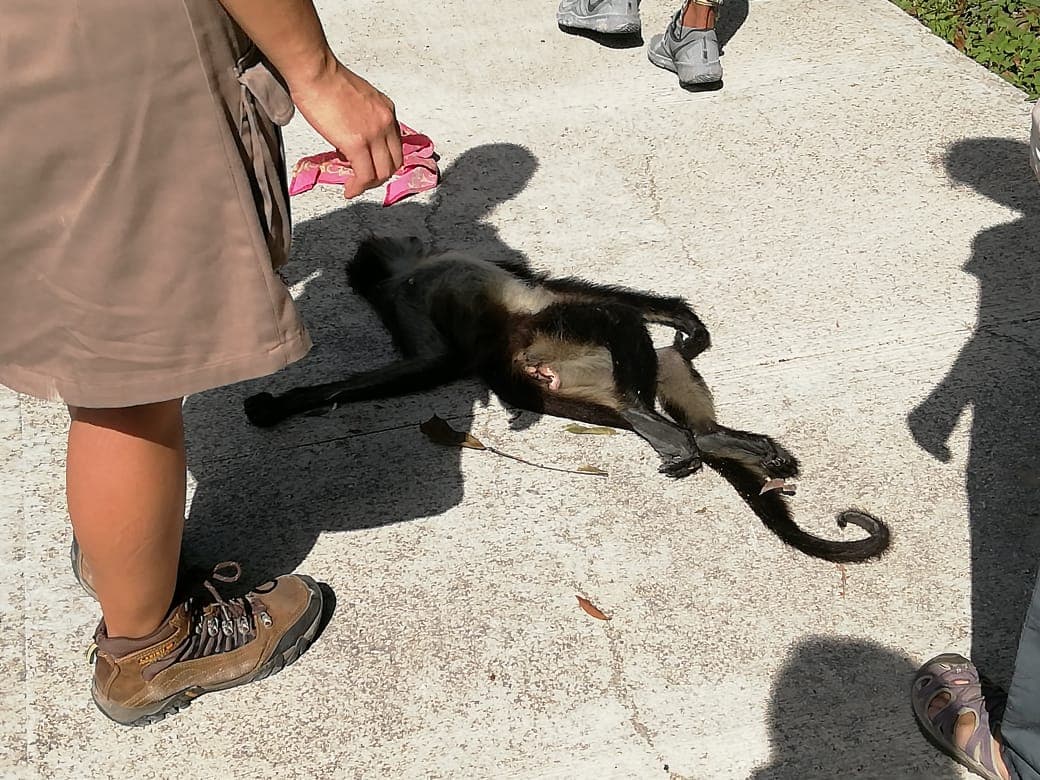 Mono araña genera carambola en Playa del Carmen