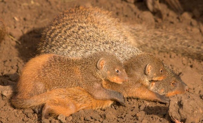 Las mangostas, los mamíferos que se sincronizan para dar a luz