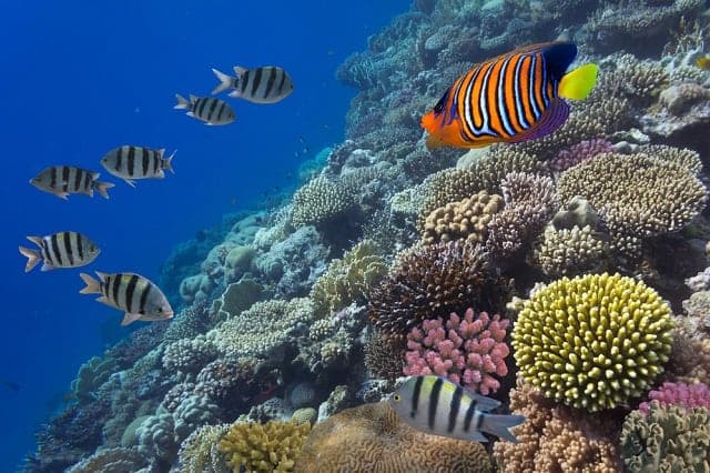 Respaldan hoteleros de Cozumel cierre parcial de arrecife