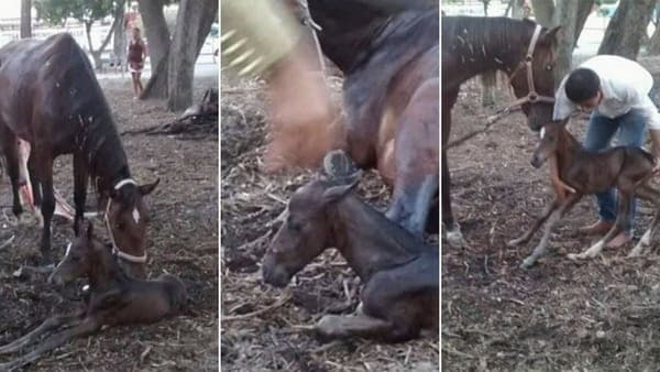 Yegua da a luz en pleno trabajo