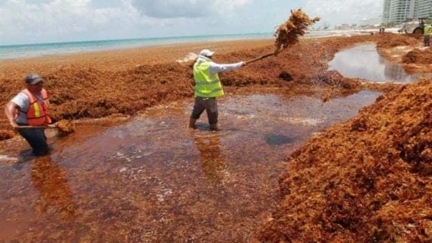 Sargazo, en la agenda del futuro titular de Sectur