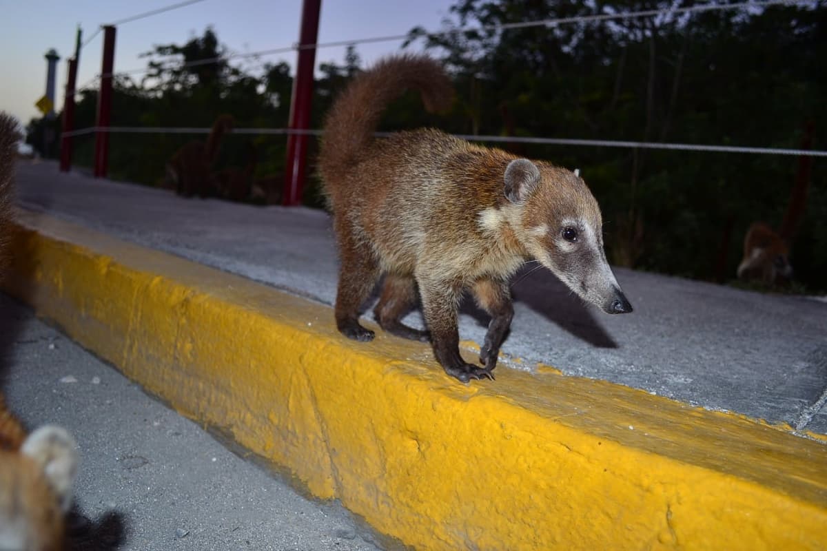 Piden frenar extracción de coatíes de Cozumel