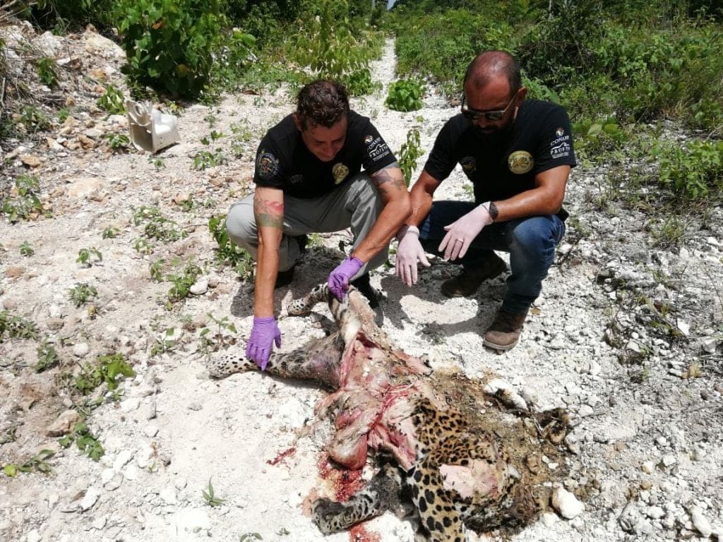 Atropellan a Jaguar y le "mochan" la cabeza y la cola como trofeo