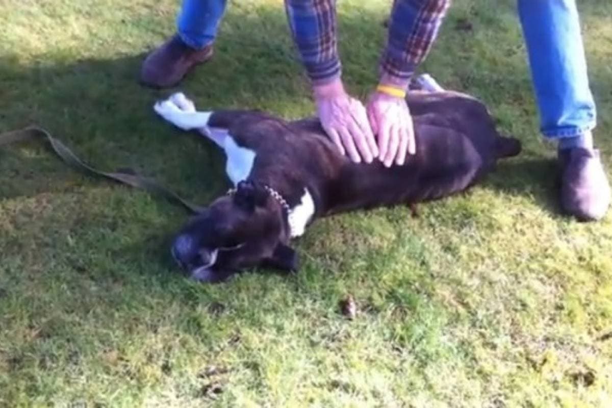 La comida que les compras a tus perros podría causarles un infarto