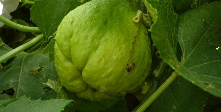 Investigadores de la UNAM crean “súper chayote” que combate el cáncer