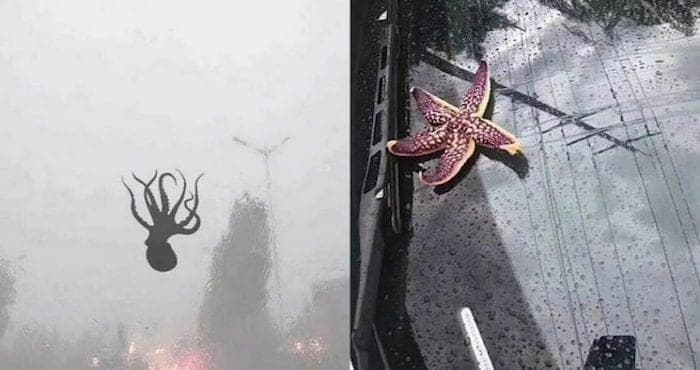 Llueven pulpos, camarones y estrellas de mar después de un fuerte tornado