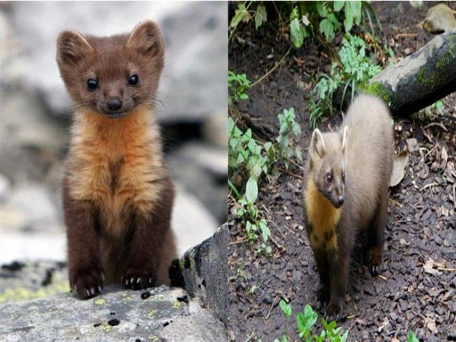 Plantaciones de marihuana ponen en peligro de extinción a la “marta”