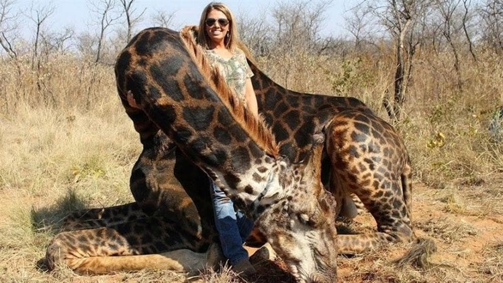 ¡Indignante! Cazadora asesina a una rara jirafa negra y lo presume en redes