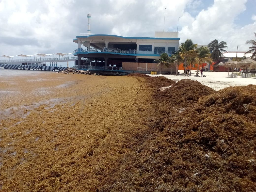Gobierno federal le declara la guerra al sargazo