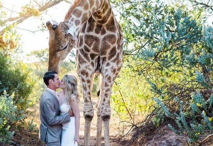 Casual: novios son interrumpidos en su boda por una jirafa que quería posar en la foto
