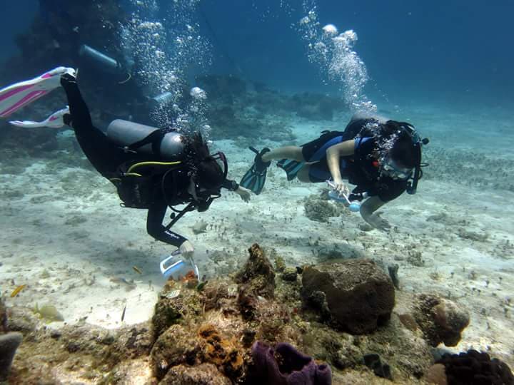 Se encienden las alarmas por bajo desove de corales en el Caribe Mexicano
