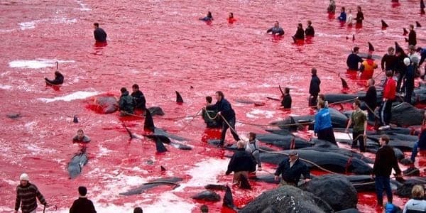 Mar se tiñe de rojo con masacre de ballenas