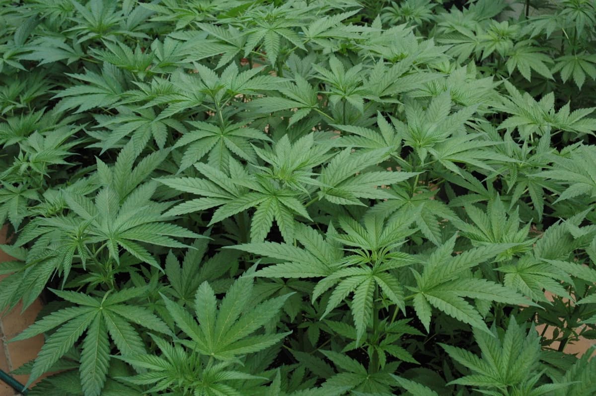 Ante posible legalización de la marihuana, harán foro en Playa del Carmen