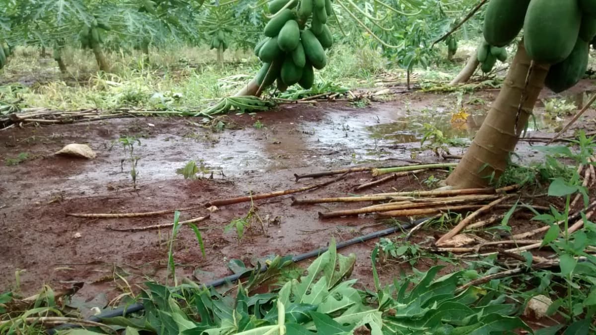 Cultivos siniestrados en siete municipios no están asegurados