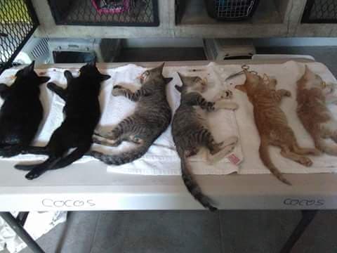 Roban instrumental para esterilización