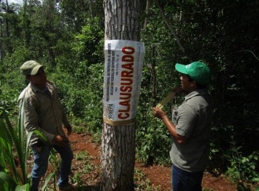 Frena Profepa extracción ilegal de madera