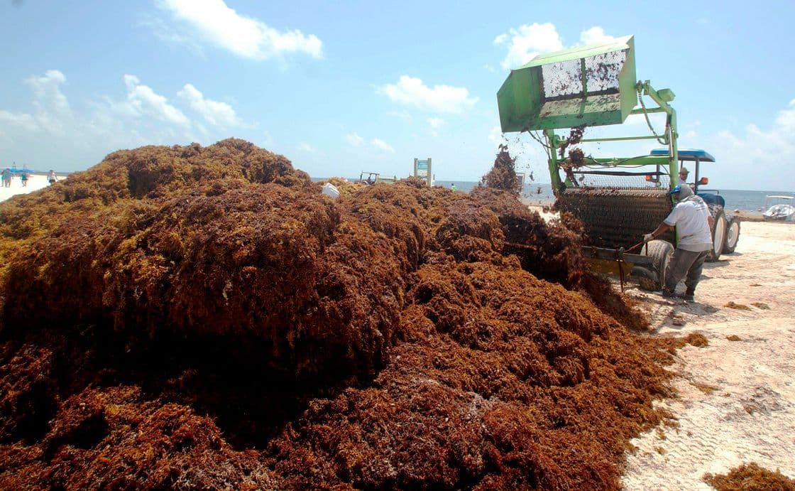 En noviembre Quintana Roo recibirá maquinaria especializada para retirar el sargazo