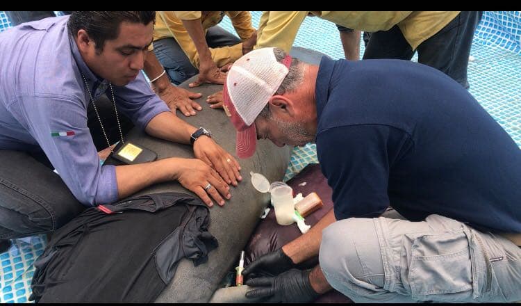 Salvan quintanarroenses a tres manatíes en Tabasco