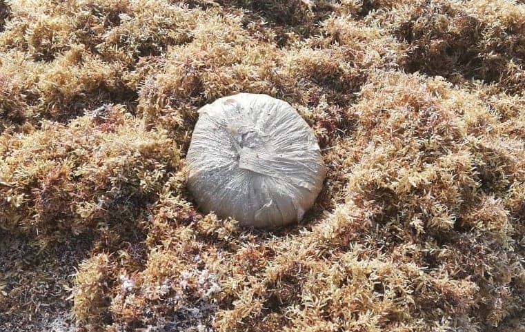 Recala paquete con marihuana en Solidaridad