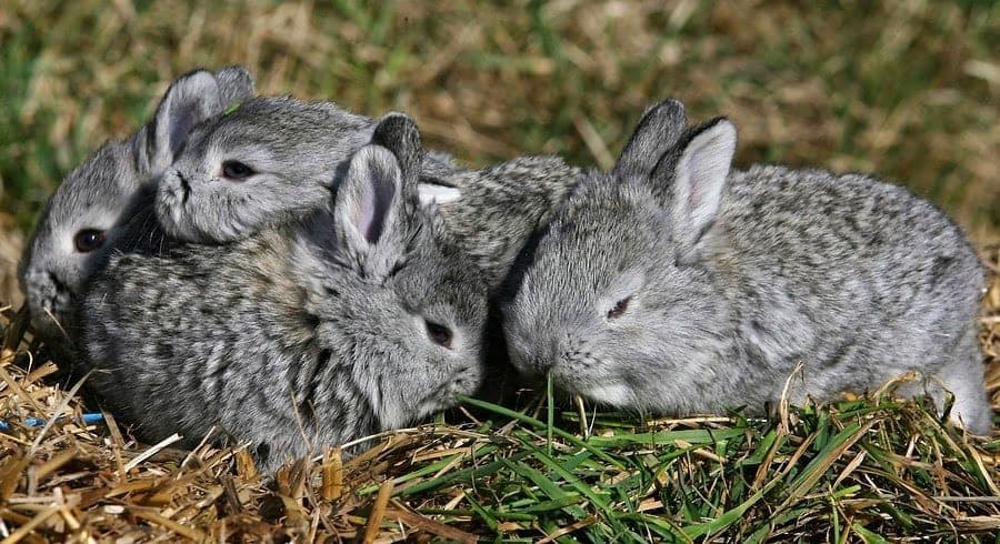 Que siempre no; Conanp niega extinción del teporingo