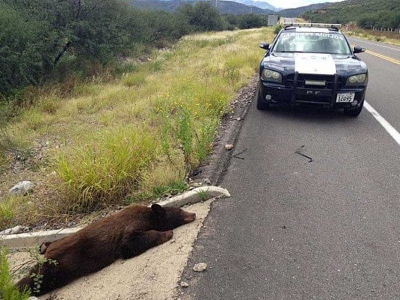 Atropellan y matan a oso negro, ejemplar en peligro de extinción