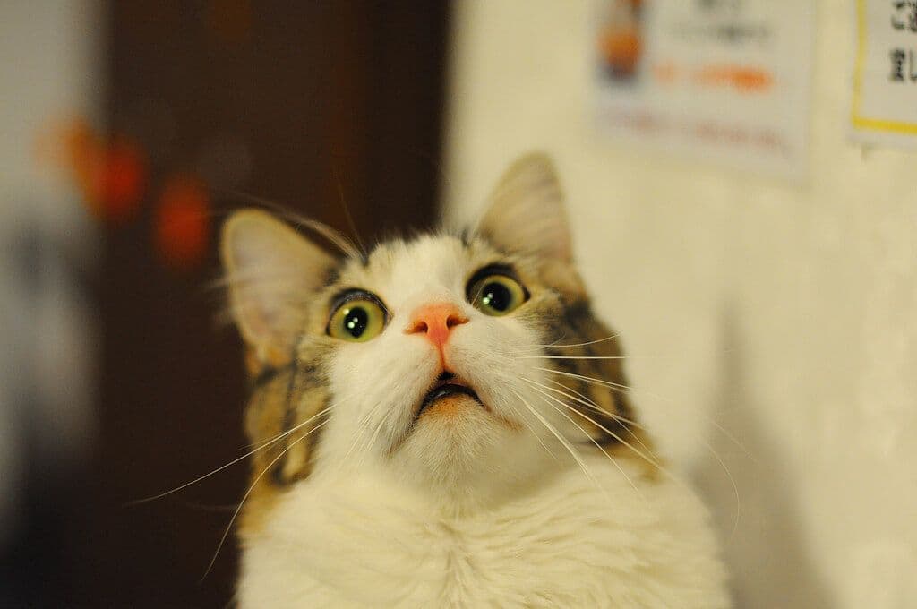 Detectan a dos gatos con coronavirus en Nueva York