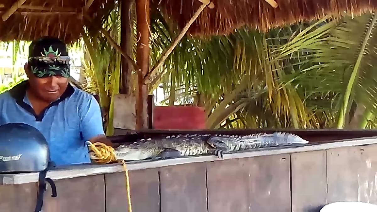 Aparece cocodrilo en El Recodo de Playa del Carmen