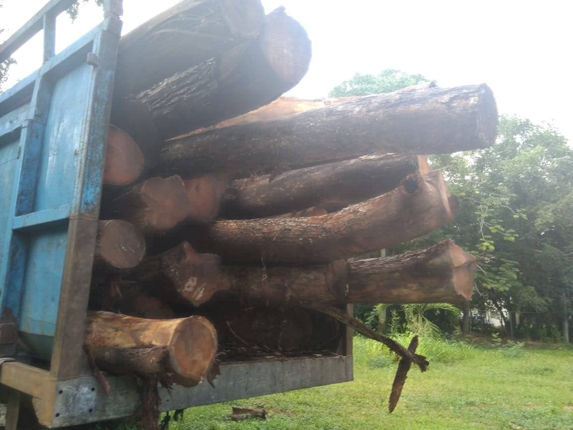 Realiza Profepa peritaje en cargas de madera