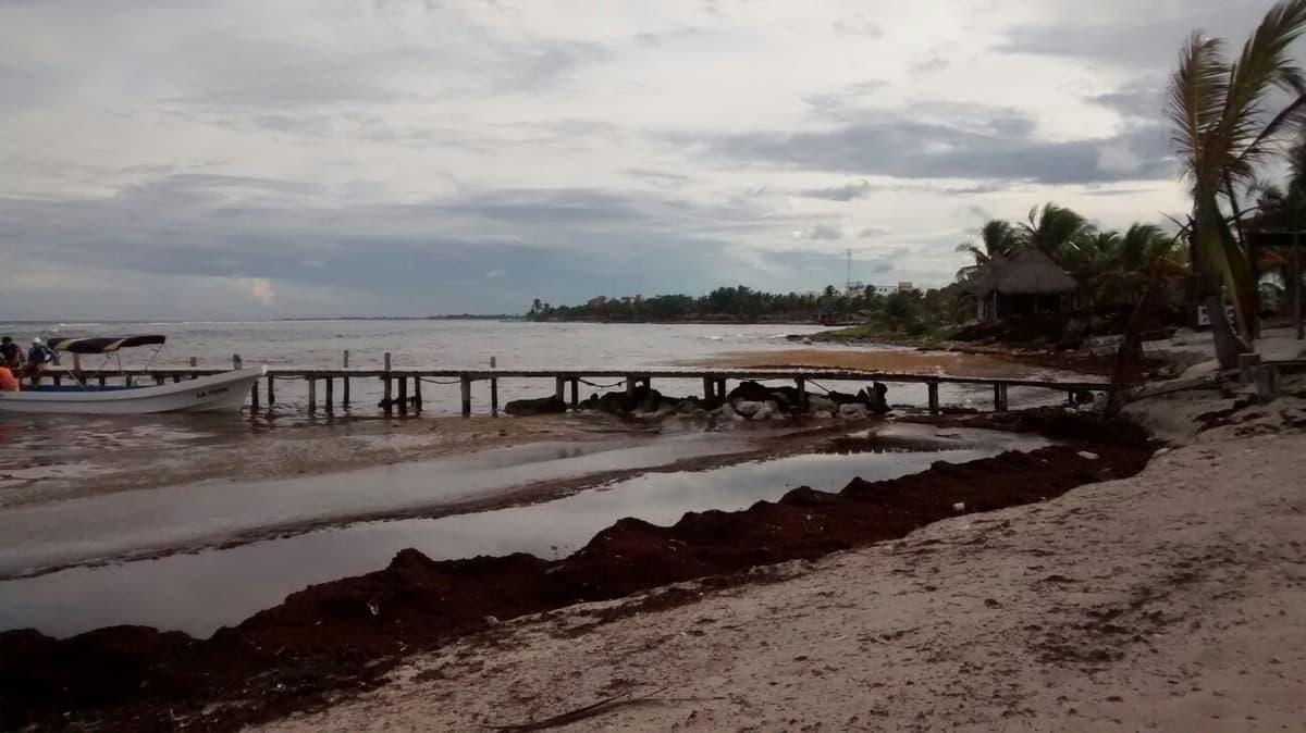 Video muestra estragos del sargazo en Belice