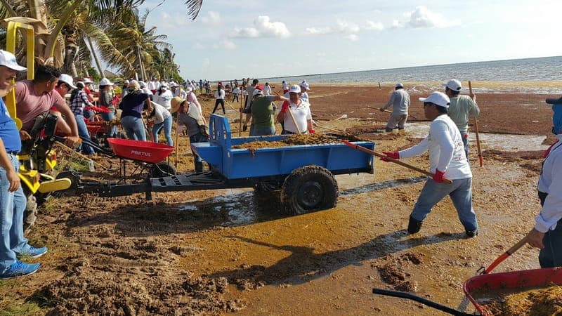 Más de 600 voluntarios para combatir el sargazo en Xcalak