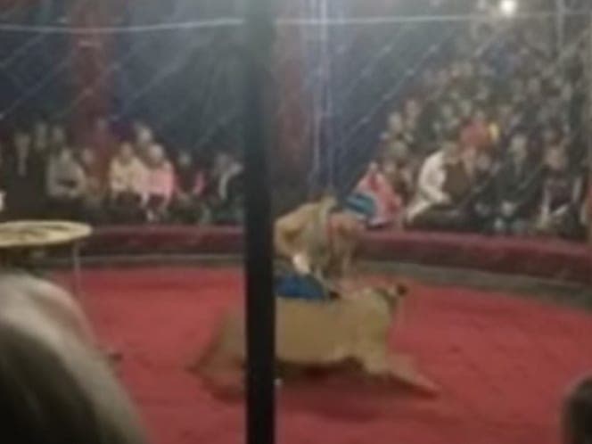 Video: Niña de tres años es atacada por leona de circo