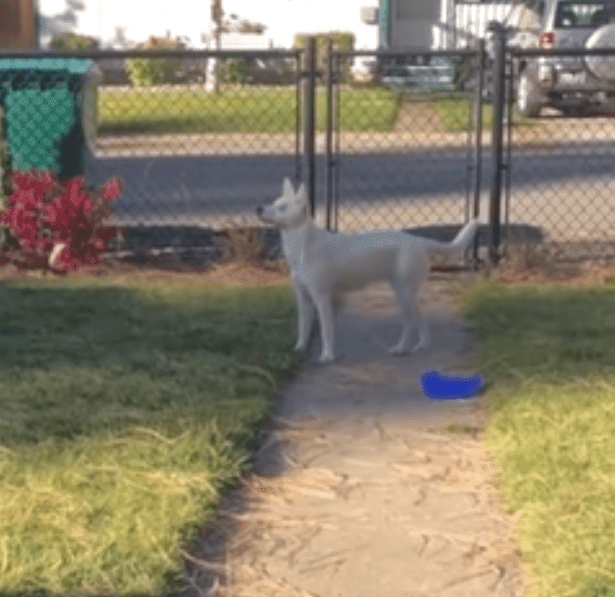 Así recibe perrita ciega y sorda a su "mejor amigo": video